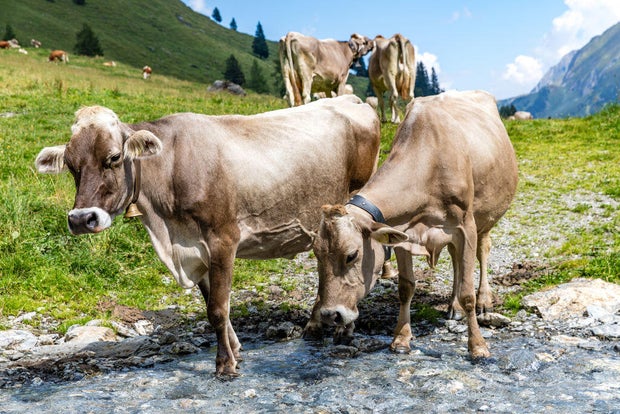 Hiking in the Zillertal Alps 