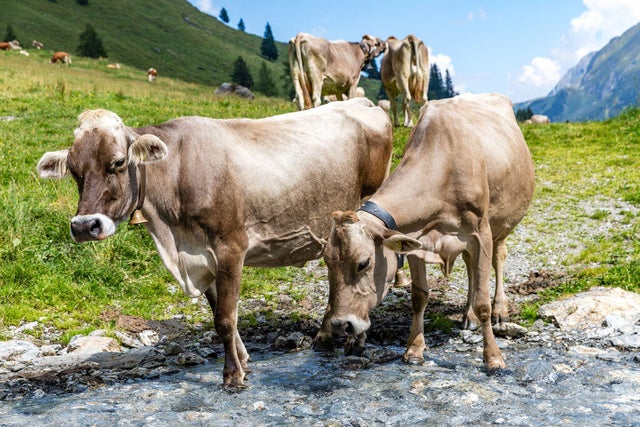 Hiking in the Zillertal Alps 