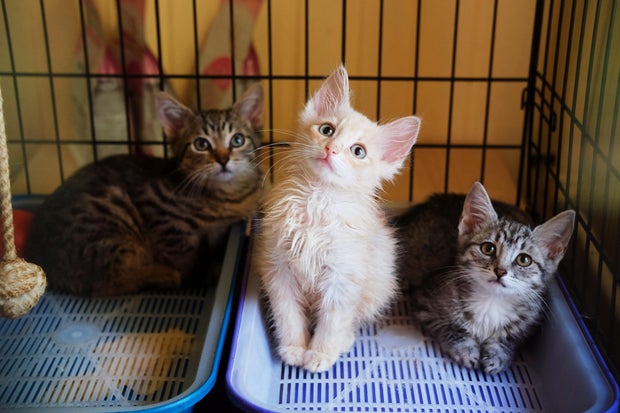 Three stray smooth-haired kittens are sitting in a cage in animal shelter in close-up 