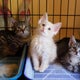 Denver considers banning sale of puppies, kittens and rabbits in pet stores 