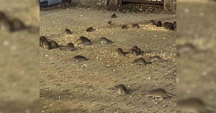 Swarm of rats plaguing Upper West Side, residents say. Here's one ...