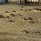 Swarm of rats plaguing NYC's Upper West Side, residents say 