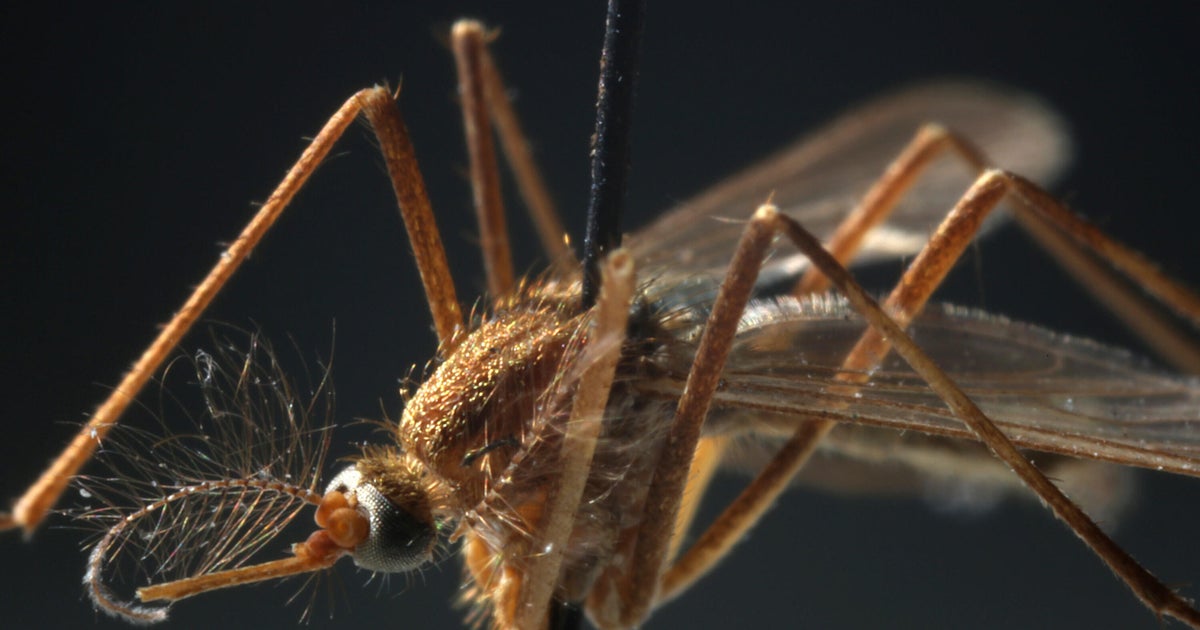 Season's first human case of West Nile Virus in Massachusetts is diagnosed