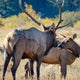 Annual meadow closures go into place in Rocky Mountain National Park 