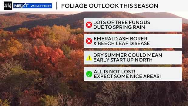Foliage outlook