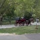 Video shows NYC carriage horse get loose in Central Park, crash into sign 
