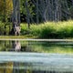 Four Michigan counties have deer affected by epizootic hemorrhagic disease 