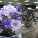 Farewell to Browser: Cherished library cat leaves behind a lasting legacy in White Settlement 