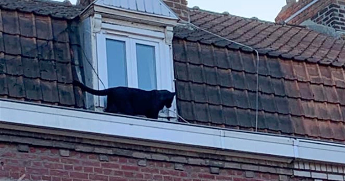 Couple who illegally kept rooftop-roaming panther learns their fate