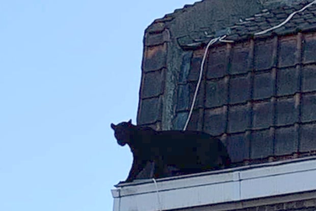 France Panther