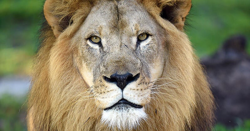 зоопаркът Маями обяви в петък смъртта на Kwame последният му