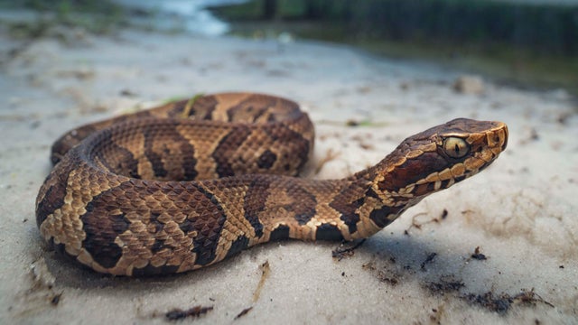 cbsmiami-rainbow-snake-fwc-florida-1.jpg