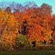 Here's why you'll likely see fall foliage color earlier this fall 
