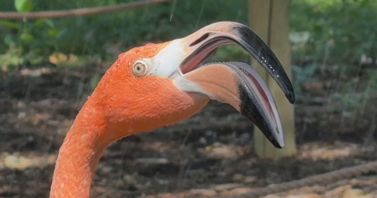 Denver Zoo closed Aug. 20-22 for maintenance and annual Flock Party
