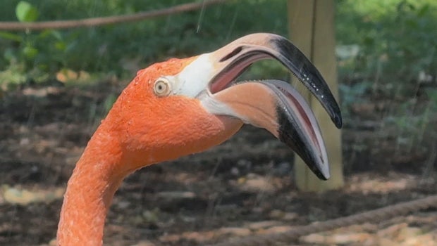 Denver Zoo closed Aug. 20-22 for maintenance and annual Flock Party