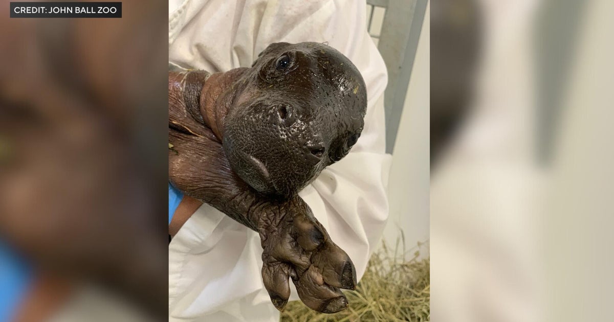 John Ball Zoo Welcomes First Pygmy Hippo Calf in Michigan