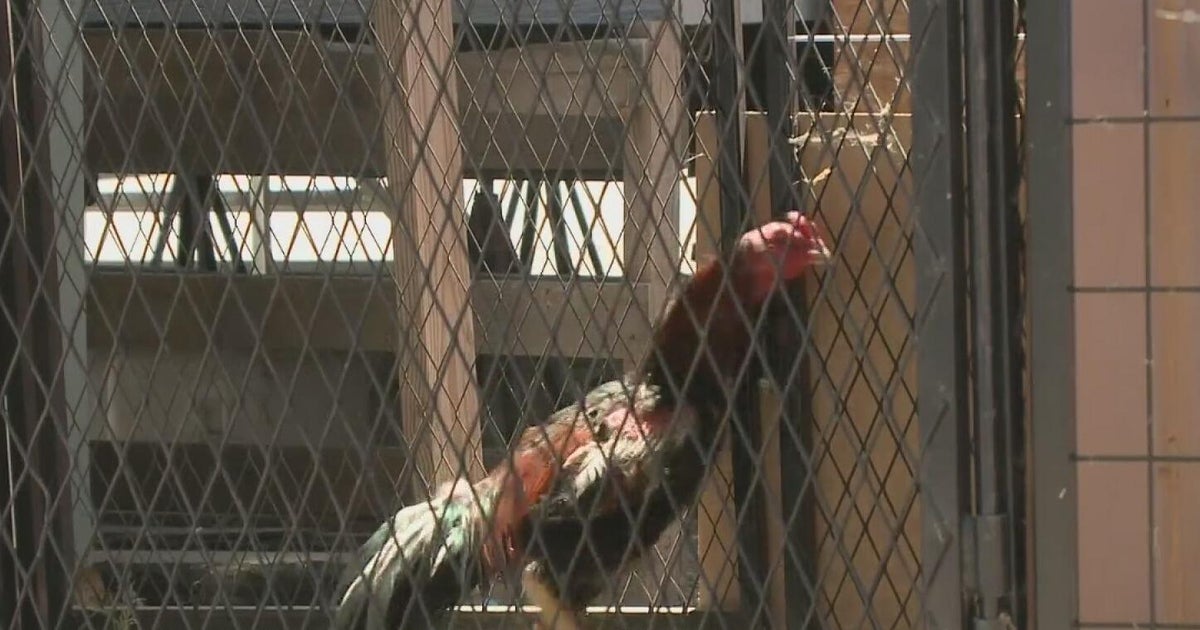 Sacramento County could regulate rooster ownership in effort to protect animals