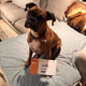Orange County woman who registered dog to vote said she did so to "expose flaws" in voting system 