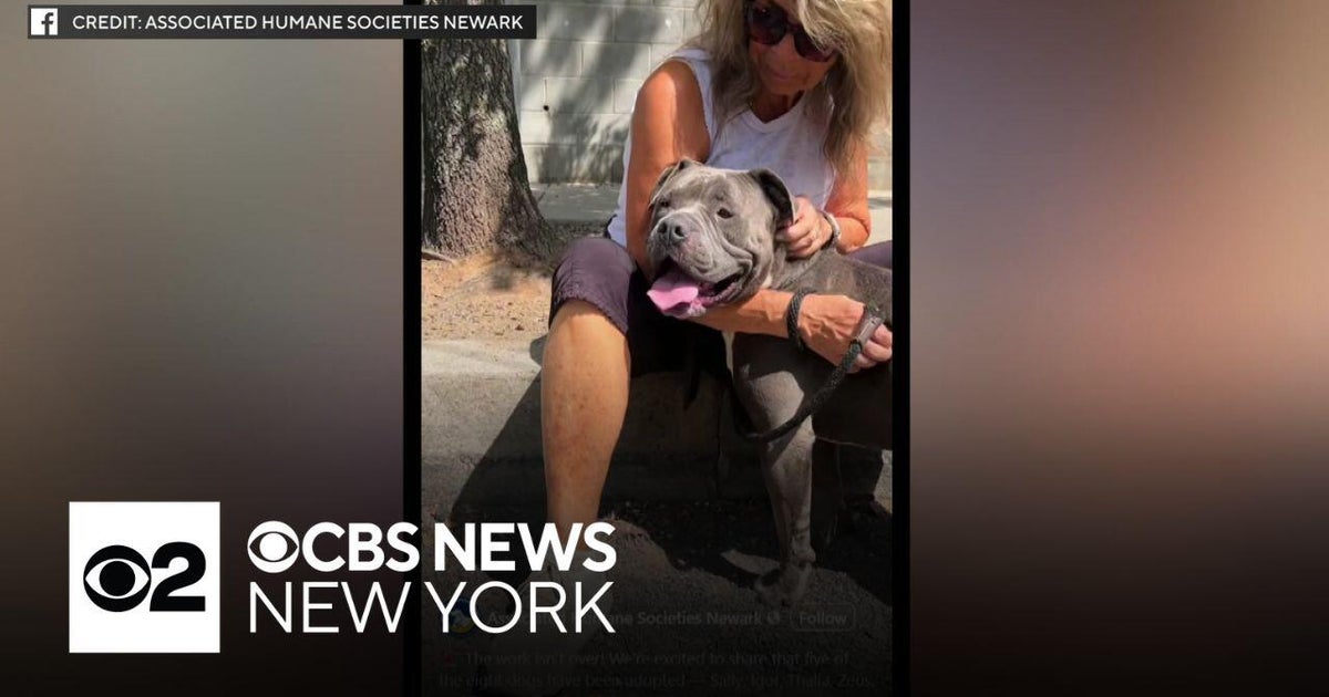North East, Newark Shelters Seek Homes for Dozens of At-Risk Animals