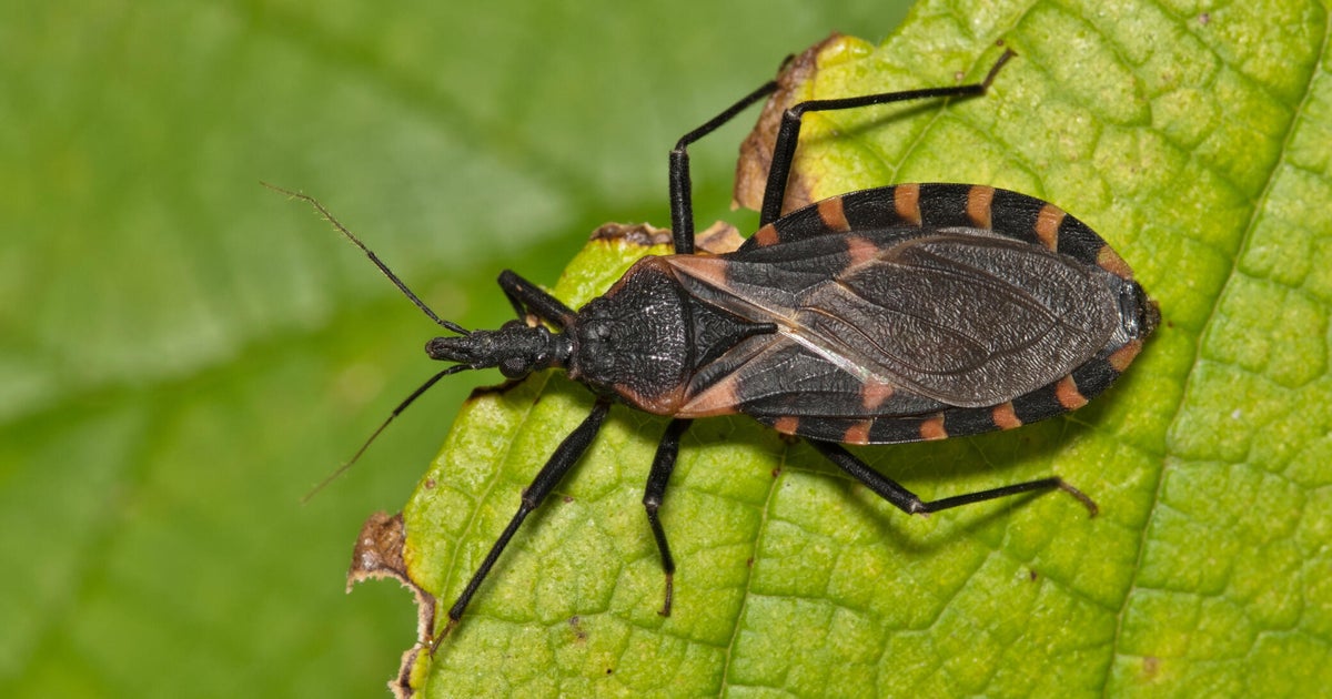 Chagas disease, or deadly kissing bug disease, has spread in the U.S. Here’s what to know.