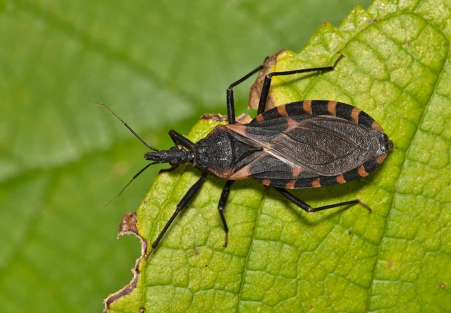 Eastern Bloodsucking Conenose Kissing Bug (Triatoma sanguisuga) on a leaf in Houston, TX. 