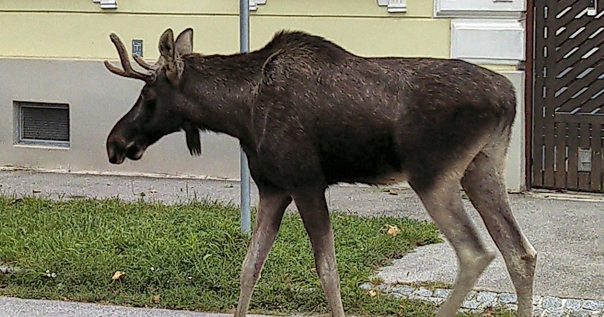 Moose captured after roaming across Europe, becoming social media star