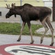 A border-crossing moose named Emil is captivating Austria 