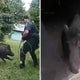 Video shows massive wild boar charging at Florida deputies 