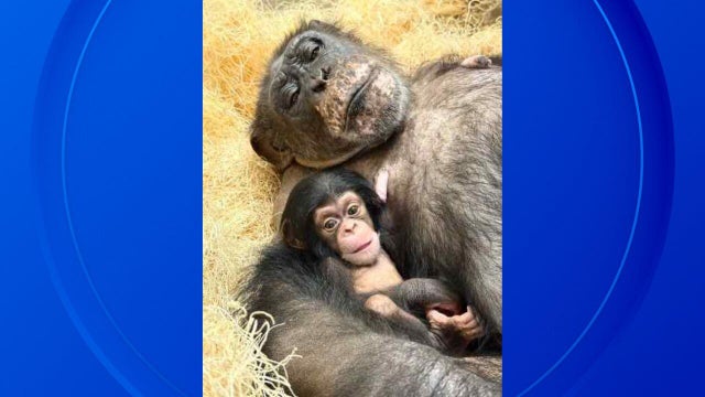 chimpanzee-slider.jpg 