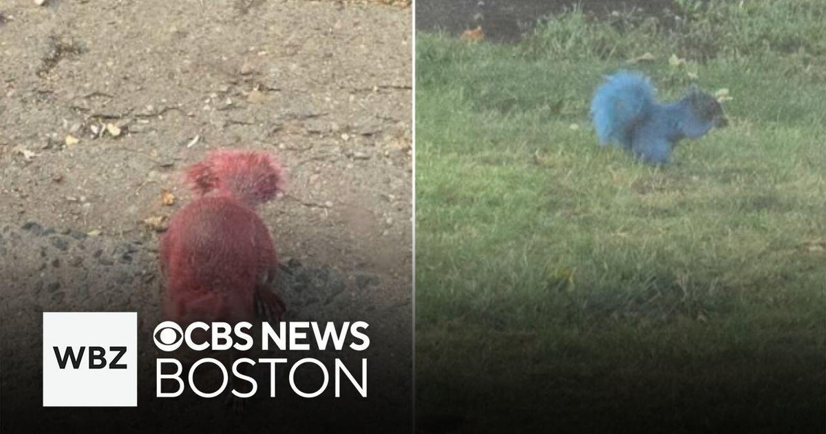 East Hartford Investigates Painted Squirrels Incident