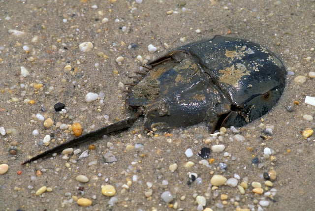 Horseshoe crab. cape may. USA 