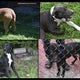 Miami Gardens police release photos of dogs believed tied to fatal mauling of 71-year-old woman 
