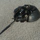 Horseshoe crabs in Long Island Sound may be headed for extinction 