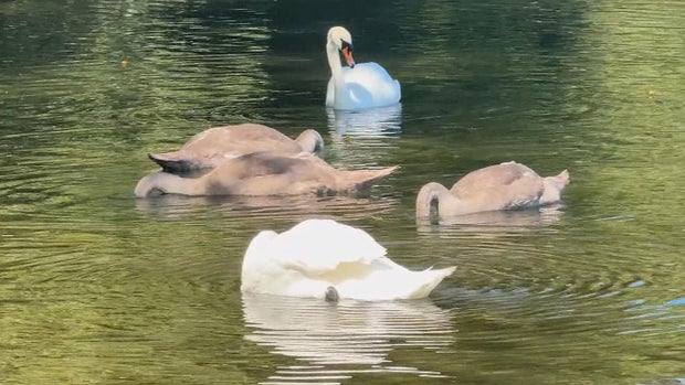 Swan family Boston 