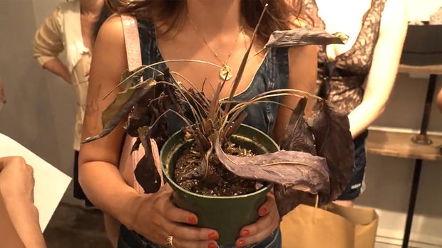 plant-funeral.jpg 