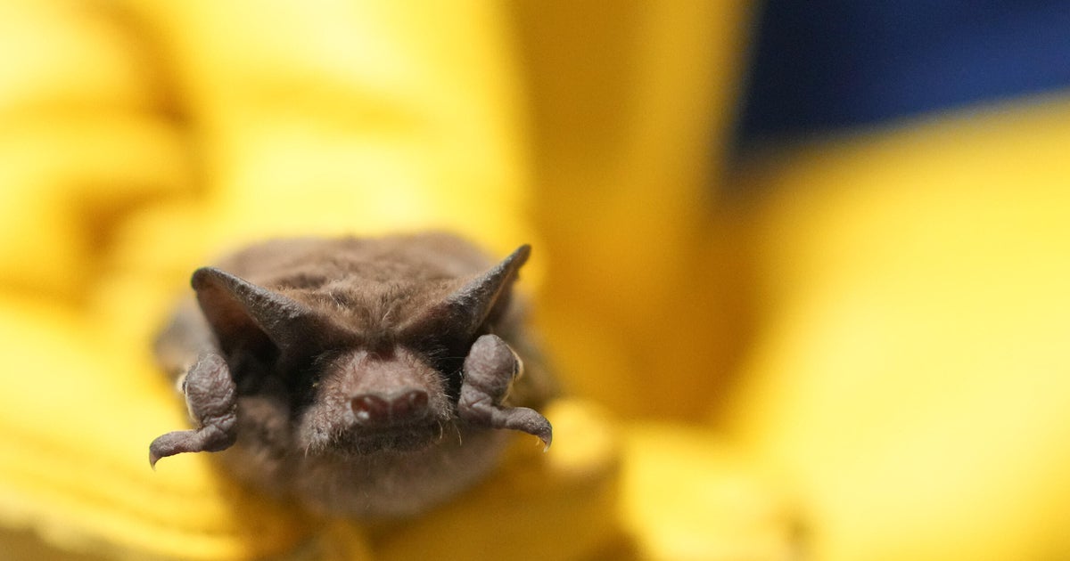 Multiple Rabid Animals Confirmed in Franklin, Lewis, Lemhi, Horry Counties