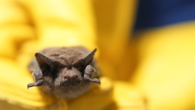 Bat Colony 