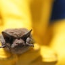 Bat tests positive for rabies in Monterey County; pets placed in quarantine 