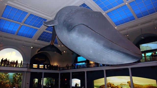 New Ocean Exhibit Set To Reopen In New York 