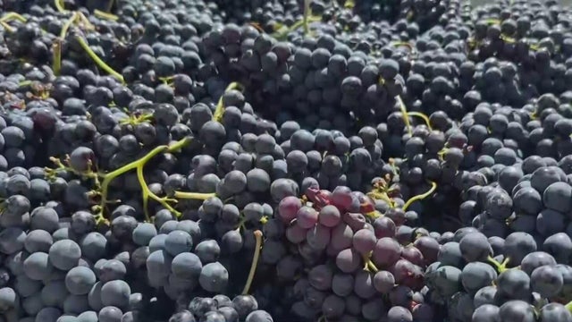 san-joaquin-county-grapes.jpg 