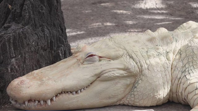 claude albino alligator sf 