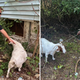 Lost goats returned to Baltimore home, police say 