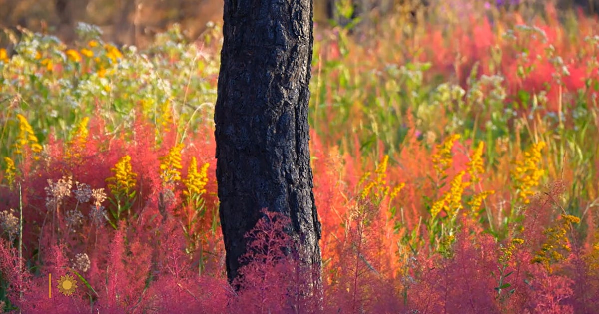 Nature: Forest regrowth in New Mexico