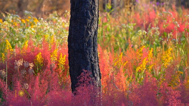 nature-nm-forest-1920.jpg 