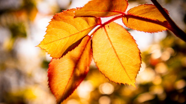 Close-up of autumnal leaves,United States,USA 