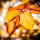 Fall colors in Southeast Michigan. When will we see them? 