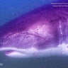 Here's where sharks were reported in Mass. this weekend 