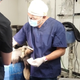 Riverside County donkey shot with arrow undergoes second surgery and is "resting comfortably in her stall" 
