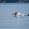 Another endangered orca in Washington state is seen carrying a dead calf
