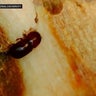 Destructive Redbay ambrosia beetle found for the first time on Long Island 